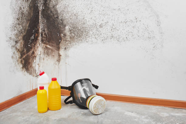 Best HVAC Mold Remediation in Jacksonville, FL