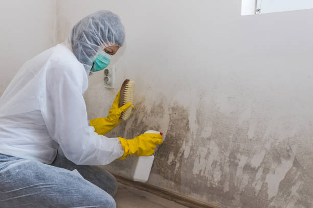 Reliable Jacksonville, FL Mold Remediation Solutions