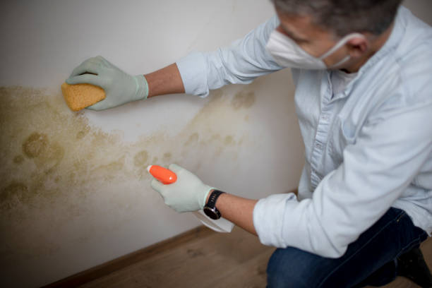 Best Residential Mold Remediation in Jacksonville, FL